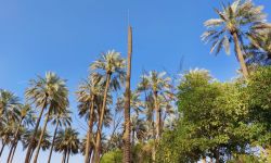 قضاء الصويرة في محافظة واسط يتصدر إنتاج التمور عراقياً بأكثر من 100 ألف طن ومليون نخلة مثمرة.